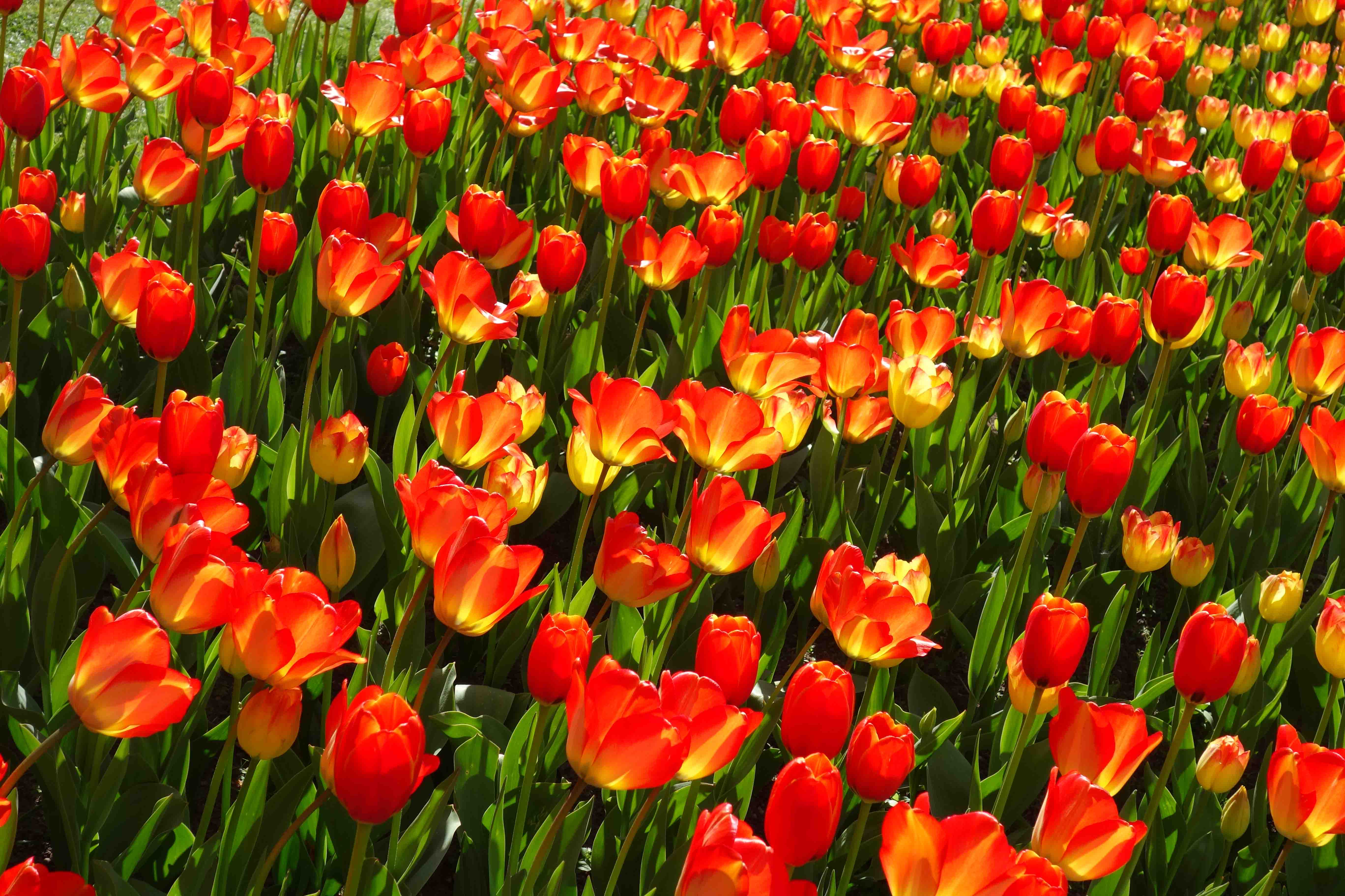 Tulipan im Britzer Garten TulpenParade in Berlin