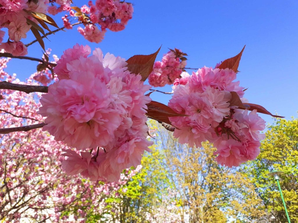 Kirschblüten in Teltow