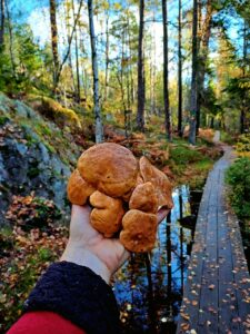 Pilzsaison in Schweden